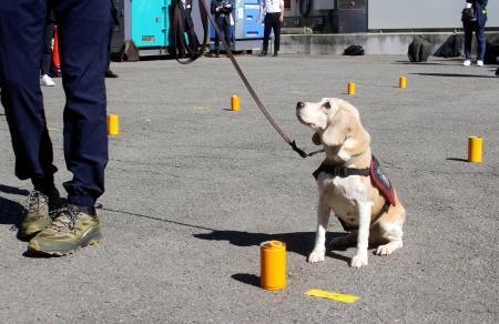 　ヒアリの死骸の入った試験管の前で、「お座り」の姿勢で知らせる探知犬＝２２日午前、茨城県つくば市