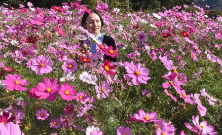 　県立フラワーパーク「とっとり花回廊」で公開されている「秘密の花園」エリアのコスモス＝２３日、鳥取県南部町