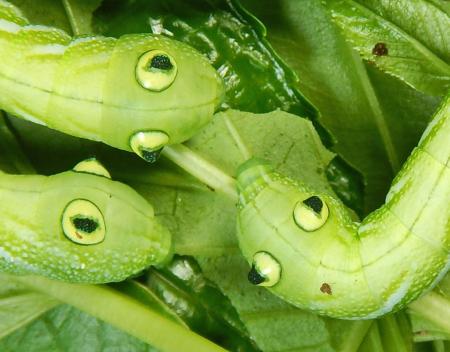 　目玉が飛び出たような模様の突起を持つガの幼虫＝９月、神奈川県箱根町（石原龍雄さん提供）