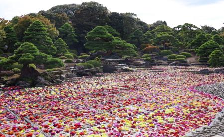 　日本庭園「由志園」の池に敷き詰められたダリアの花＝１９日、松江市