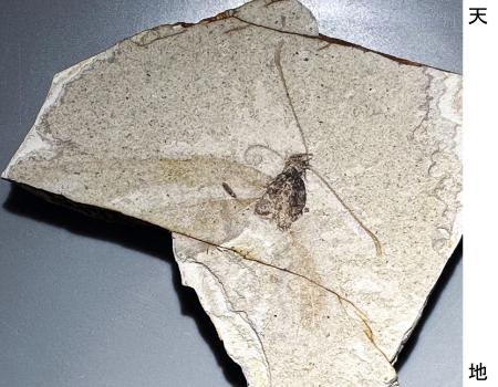 　新種と分かった約３５０万年前のチョウの化石（慶応義塾幼稚舎の相場博明教諭提供）