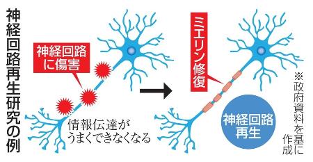 　神経回路再生研究の例