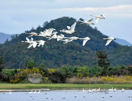 　鳥取県の米子水鳥公園に飛来したコハクチョウ＝２９日