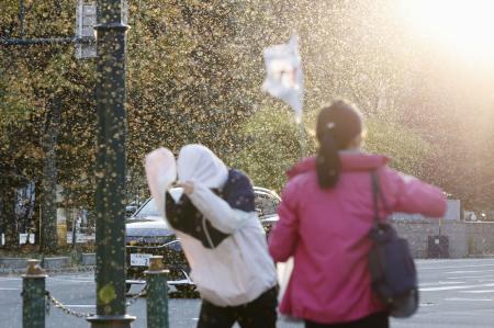 　札幌市内で大量発生している「雪虫」＝３０日午後