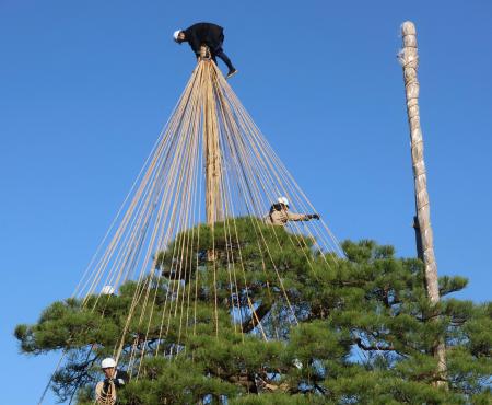 　金沢市の兼六園で始まった「雪づり」の作業＝１日午前