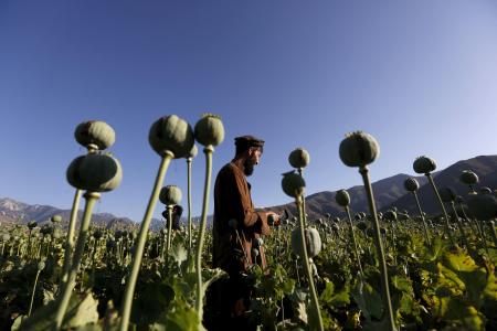 　アフガニスタン東部ナンガルハル州のケシ畑＝２０１６年４月（ロイター＝共同）