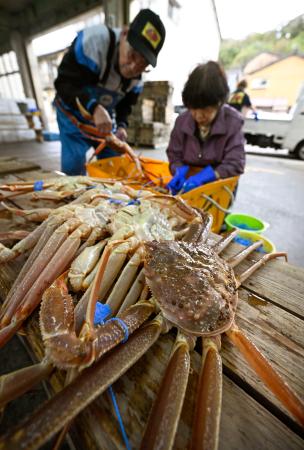 　富山県以西の日本海で漁が解禁され、津居山港に水揚げされたズワイガニ＝６日午前、兵庫県豊岡市