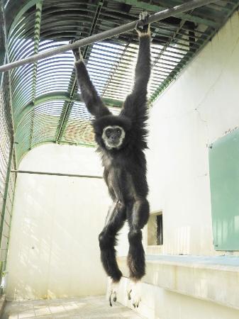 　シロテテナガザル「オン」＝９月、北海道・釧路市動物園（同園提供）