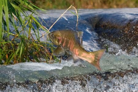 　産卵のため、琵琶湖に流れ込む川をジャンプしてさかのぼるビワマス＝１５日、滋賀県北部