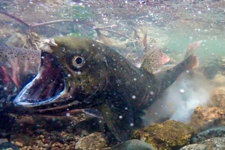 　琵琶湖に流れ込む川で産卵するビワマス＝１５日、滋賀県北部