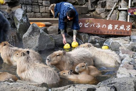 　鬼ユズを浮かべた露天風呂に漬かるカピバラ親子＝１８日午前、静岡県伊東市の伊豆シャボテン動物公園