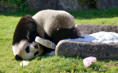 　３歳の誕生日を迎え、プレゼントされた氷で遊ぶジャイアントパンダの楓浜＝２２日午前、和歌山県白浜町のアドベンチャーワールド