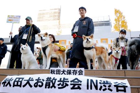 　「忠犬ハチ公」の生誕１００年記念のイベントで、東京・渋谷に集まった秋田犬と飼い主ら＝２日午後