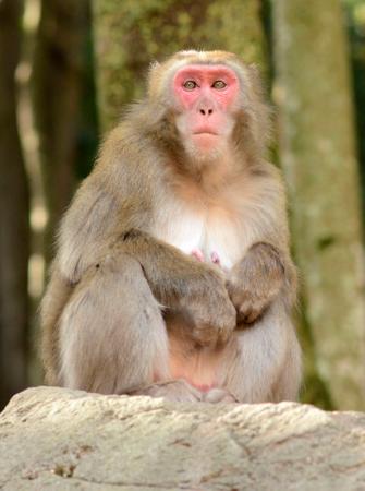 　史上初の雌のトップとして君臨した「ヤケイ」＝６日、大分市の高崎山自然動物園