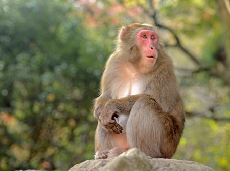 　史上初の雌のトップとして君臨した「ヤケイ」＝６日、大分市の高崎山自然動物園