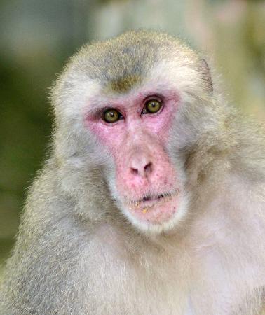 　群れを離れている「ゴロー」＝大分市の高崎山自然動物園