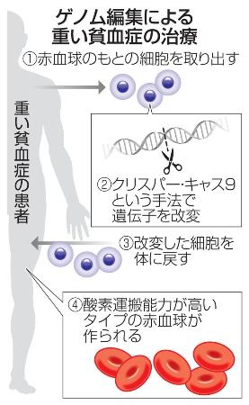 　ゲノム編集による重い貧血症の治療