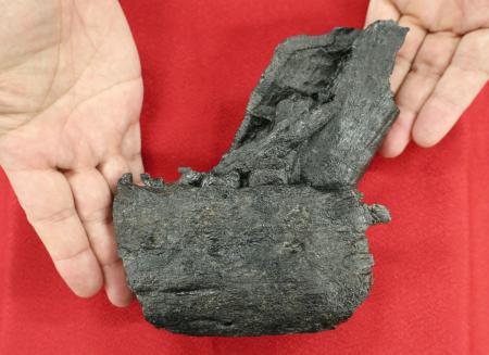 　熊本県苓北町にある後期白亜紀の地層から発見されたティラノサウルス科の下顎化石。左歯骨（下）と右歯骨（上）がつながった状態で見つかった