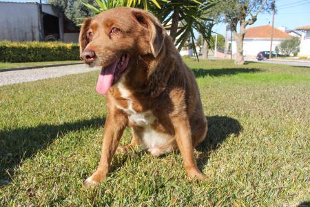 　２０２３年２月、「世界最高齢の犬」に認定されたボビ＝ポルトガル中部（ロイター＝共同）