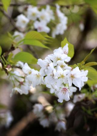 　満開となったツクシヤマザクラ。地元では「梅次郎桜」として親しまれている＝１０日、鹿児島県宇検村