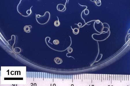 　魚から取り出したアニサキスの幼虫（国立感染症研究所提供）