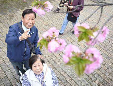 　高齢者や体の不自由な人を招いた「特別観桜会」で、桜を楽しむ人たち＝４日午前、大阪市北区の造幣局