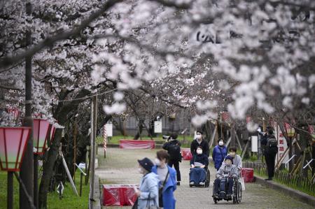 　高齢者や体の不自由な人を招いた「特別観桜会」で、桜を楽しむ人たち＝４日午前、大阪市北区の造幣局