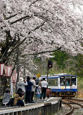 　ホーム沿いに植えられた約１００本の桜が見頃を迎えている「のと鉄道」の能登鹿島駅＝１１日午後、石川県穴水町