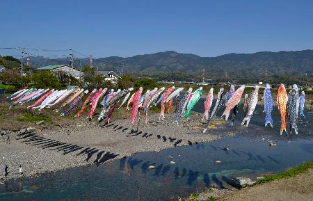 　和歌山県九度山町で始まった「こいのぼりの丹生川渡し」＝１４日午前
