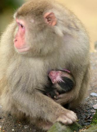 　母ザル「アキラ」に抱かれる赤ちゃんザル「デコピン」＝２２日午後、大分市の高崎山自然動物園