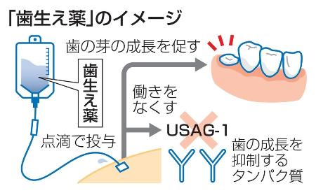 　「歯生え薬」のイメージ