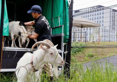 　岐阜大から中部国際医療センターに到着したヤギ＝１３日午前、岐阜県美濃加茂市