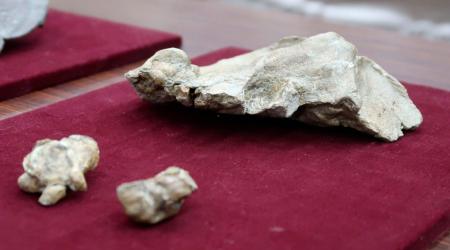 　群馬県で発見されたヨウスコウカワイルカ科の新属新種の化石＝１６日午前、前橋市
