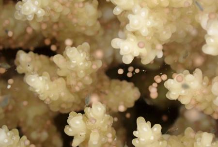　鹿児島県・奄美大島沖で撮影されたサンゴの産卵＝２１日（興克樹さん提供）