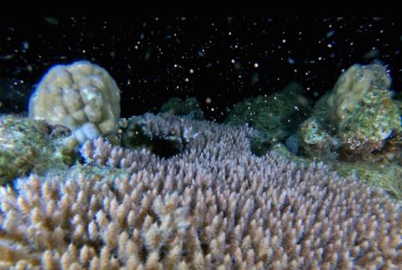 　鹿児島県・奄美大島沖で撮影されたサンゴの産卵。「バンドル」と呼ばれるピンク色の粒が放出された＝２１日（興克樹さん提供）