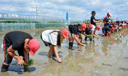 　「奇跡の復興米」の苗を植える子どもたち＝３日午前、大阪府富田林市