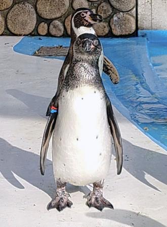 　桐生が岡動物園で愛称が決まったフンボルトペンギンの「だいふく」（手前）（同園提供）