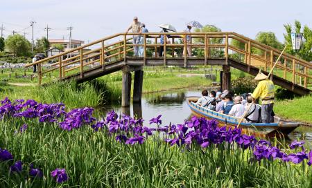 　水郷佐原あやめパークで、「サッパ舟」と呼ばれる木の舟に乗り、ハナショウブを観賞する来園者ら＝７日、千葉県香取市