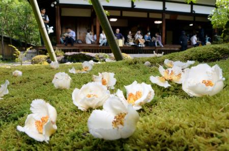 　東林院で見頃を迎えた「沙羅双樹の花」＝１０日午前、京都市