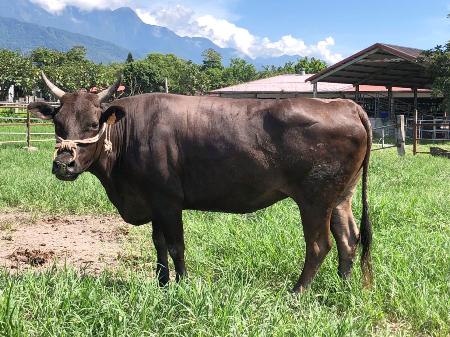 　台湾東部・花蓮県で飼育されている源興牛（源興居生技提供・共同）