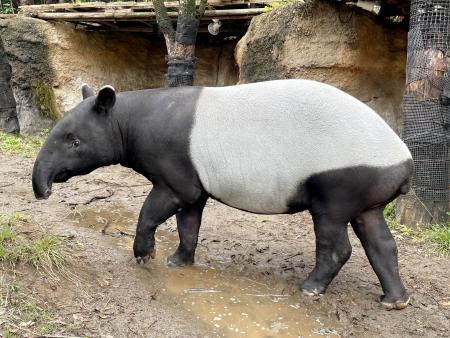 　マレーバクのひでお（よこはま動物園ズーラシア提供・共同）