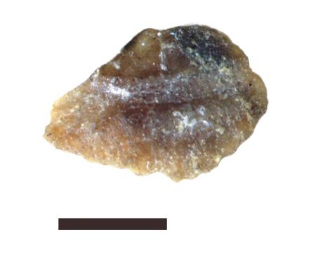 　ニギスの仲間の耳石化石。下の黒い線は長さ１ミリを示す（城西大・宮田真也学芸員提供）