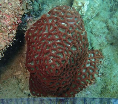 　宮崎大などの研究グループが宮崎県日南市沖の海底で発見した新種の造礁サンゴ「ヘンゲカメノコキクメイシ」（深見裕伸教授提供）