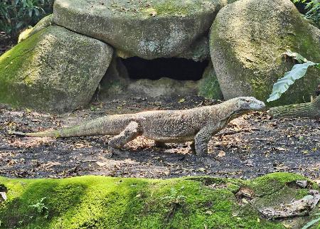 　名古屋市の東山動植物園で飼育が始まるコモドオオトカゲの雄「タロウ」（シンガポール動物園提供）