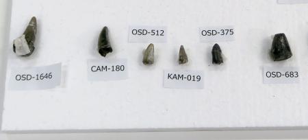 　岩手県久慈市の地層から見つかったワニの歯の化石＝１１日、東京都内