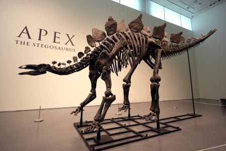 　ニューヨークのサザビーズに展示されるステゴサウルスの化石＝１０日（ＡＰ＝共同）
