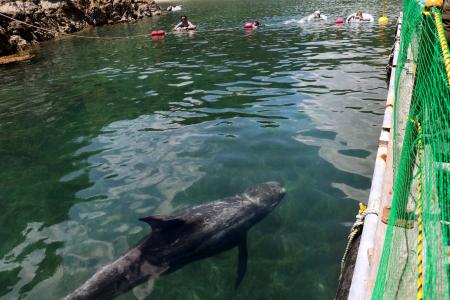 　遊泳客の間近で泳ぐハナゴンドウクジラ＝１９日、和歌山県太地町