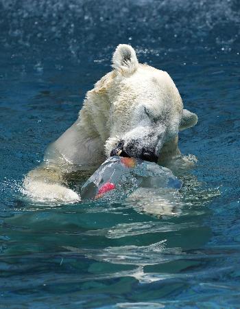 　大阪市天王寺区の天王寺動物園で、暑い夏を乗り越えてもらおうとプレゼントされた氷柱にかじりつくホッキョクグマの雌「ホウちゃん」＝２０日午前