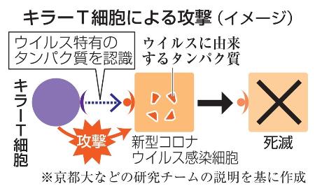 　キラーＴ細胞による攻撃（イメージ）