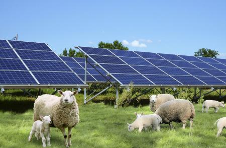 　北海道白糠町のヒツジ放牧地で始める太陽光発電のイメージ（町おこしエネルギー提供）